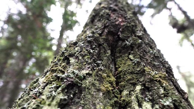 Close up of an old tree trunk covered by green moss on forest and cloudy sky background. Stock footage. Bottom view of the wooden trunk texture.