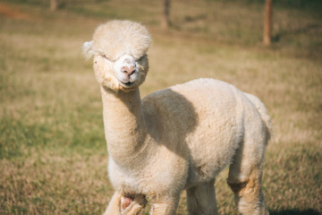 White alpaca in the corral