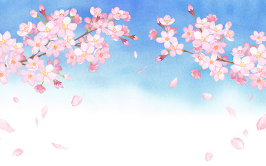 Obraz na płótnie Canvas 春の花：青空を背景に桜と散る花びらのアーチ型フレーム　水彩イラスト