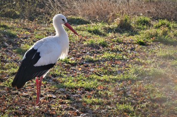 Storch