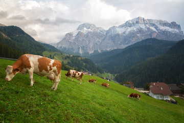 Fototapeta na wymiar Cows in a meadow in the Alps , Italy