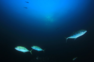 Underwater scene of Trevally fish in ocean