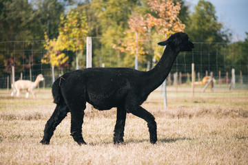 Fototapeta premium Black alpaca in the corral