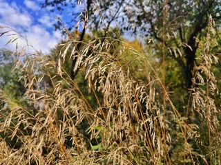field of wheat