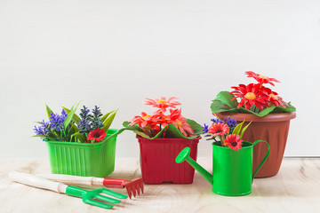 Obraz na płótnie Canvas Spring gardening concept. Different flowers in pots and gardening equipments. Copy space