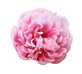 Beautiful peony flower on white background. Pink flower isolated.