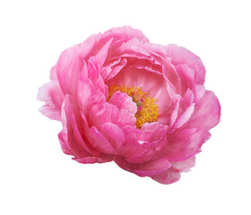 Beautiful peony flower on white background. Pink flower isolated.