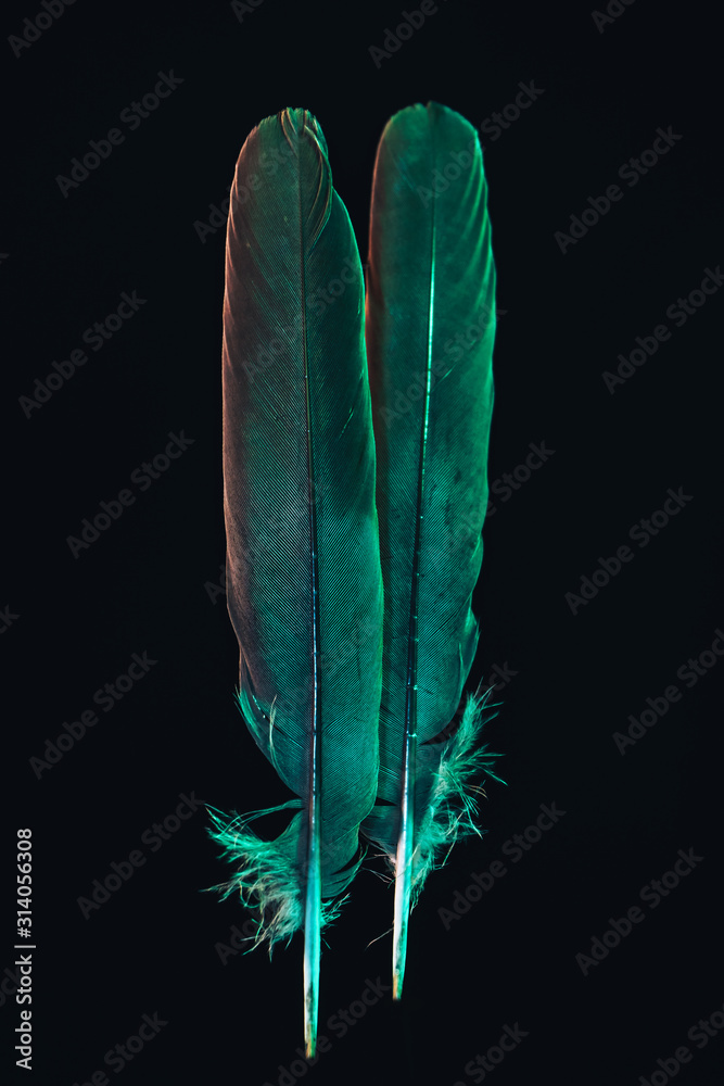 Poster Beautiful gray Bird feather with color light pattern for design texture. Isolated on Black Background