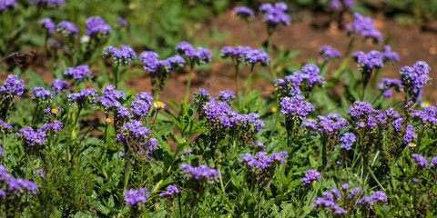 Naklejka premium Little Purple wild flowers blooming in the sun