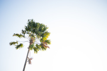 Bali - Einzelne Palme im Wind vor klarem blauen Himmel CLEAN