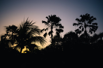 Bali - Silhouette von Palmen im Sonnenuntergang
