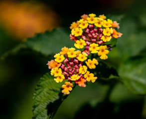 Yellow Red and Pink Flowers looking beautiful