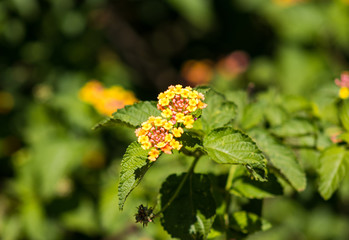 Yellow Red and Pink Flowers looking beautiful