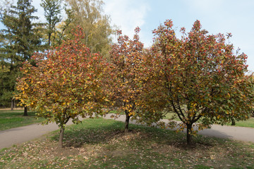Fototapeta na wymiar Full length view of three trees of Sorbus aria in October