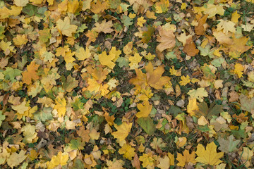 Colorful fallen leaves of maple covering the grass from above