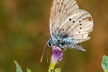 brown butterfly on unfocused background