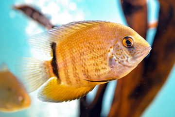Aquarium fish in deep water