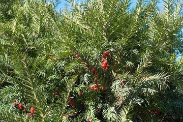 Leaves and red berries of yew against blue sky in autumn