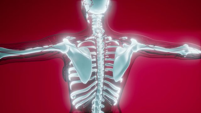 medical science illustration of human skeleton bones