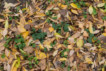 Brown fallen leaves on greenery from above