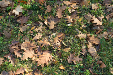 Dry fallen leaves of red oak on greenery in November