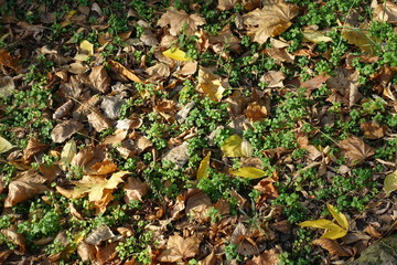 Emerald green foliage covered with fallen leaves in autumn