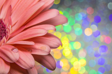 Pink Gerbera Daisy macro with water drops again muted rainbow sparkle background room for text copy