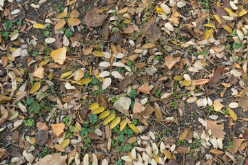Greyish brown and yellow fallen leaves on greenery in November