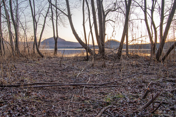 冬の朝の湖畔の森