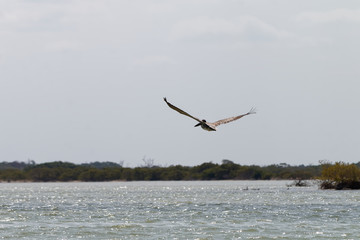 Fototapeta na wymiar Pelikan na lagunie