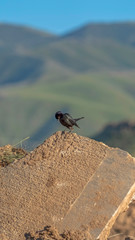 Vertical frame Close up of small black bird perched on top of a damaged road on a sunny day