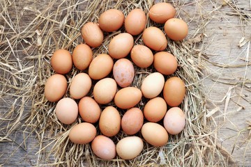 eggs on hay