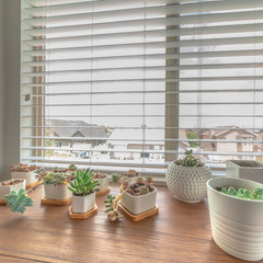 Square frame Home interior with cacti on white pots on top of wooden cabinet against window