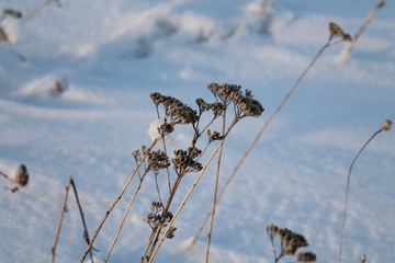 A steppe under snow