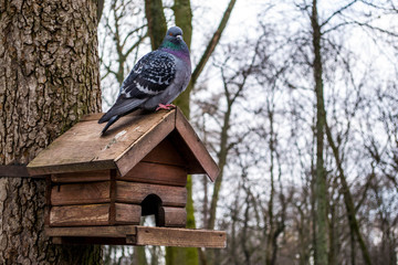 Pigeon in the park
