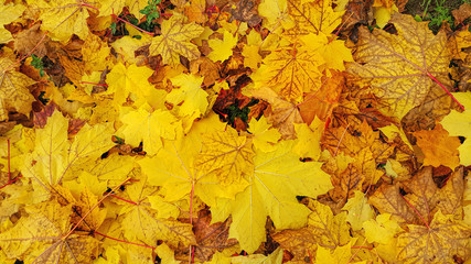 Bright yellow autumn background from fallen leaves