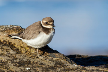 Common plover, Charadrius hiaticula, resting in the coastal area of the Cantabrian Sea. Asturias, Spain