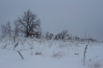Dry grass in the snow and oaks on the outskirts of the Russian field on a winter evening, typical winter Russian look, Ulyanovsk Region, Russia