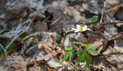 Lonely flower