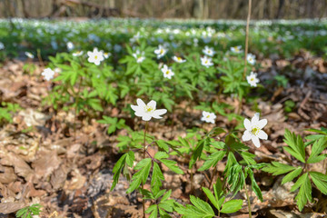 Glade with flowers