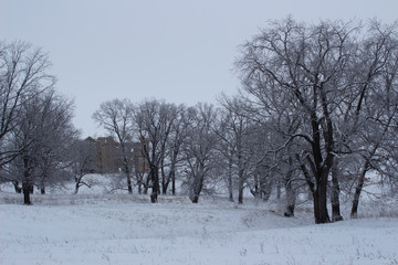 Oak grove in a snowy field at winter twilight in Russia