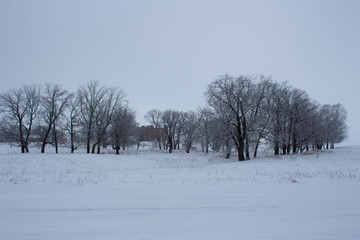 Dry grass in the snow and oaks on the outskirts of the Russian field on a winter evening, typical winter Russian look, Ulyanovsk Region, Russia