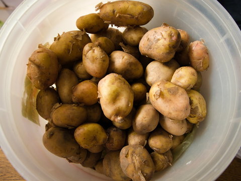 Młode ziemniaczki. New potatoes
