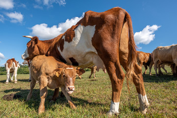 vaches dans un pâturage