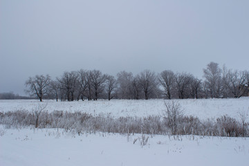 Dry grass in the snow and oaks on the outskirts of the Russian field on a winter evening, typical winter Russian look, Ulyanovsk Region, Russia