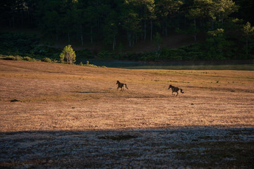 the horse family playing on the large meadow in plateau, beauty scenery with blue sky and peaceful...