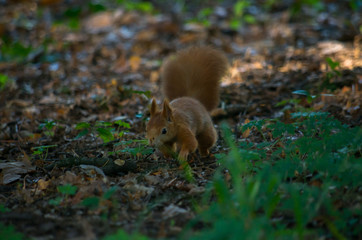 The red squirrel or Eurasian red squirrel (Sciurus vulgaris) is a species of tree squirrel in the genus Sciurus common throughout Eurasia.