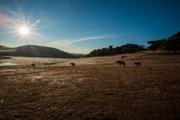 the horse family playing on the large meadow in plateau, beauty scenery with blue sky and peaceful...