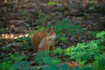 The red squirrel or Eurasian red squirrel (Sciurus vulgaris) is a species of tree squirrel in the genus Sciurus common throughout Eurasia.