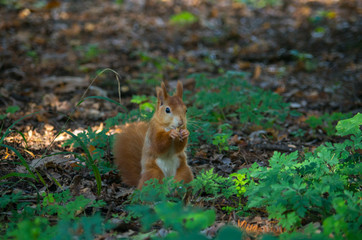 The red squirrel or Eurasian red squirrel (Sciurus vulgaris) is a species of tree squirrel in the genus Sciurus common throughout Eurasia.